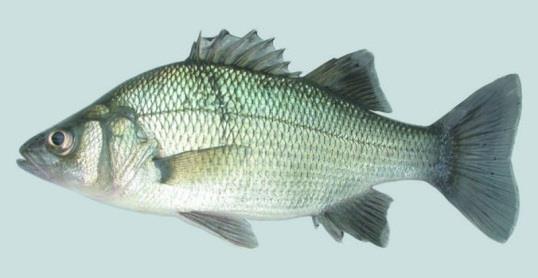 Green sunfish - Lepomis cyanellus Native to central North America, this fish has been introduced throughout the country and world.