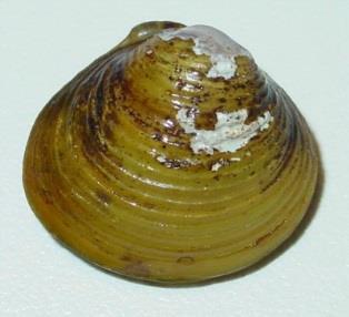 MOLLUSKS Asian clam - Corbicula fluminea From Africa, Australia, and Asia, this species was first discovered in the US back in 1938, where it was possibly introduced as food.
