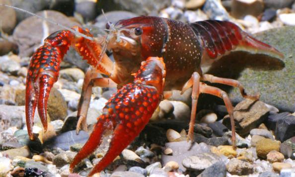 CRUSTACEANS Red swamp crayfish - Procambarus clarkia Native to parts of Mexico and the United States, this crayfish has been introduced throughout the world for commercial food harvest.