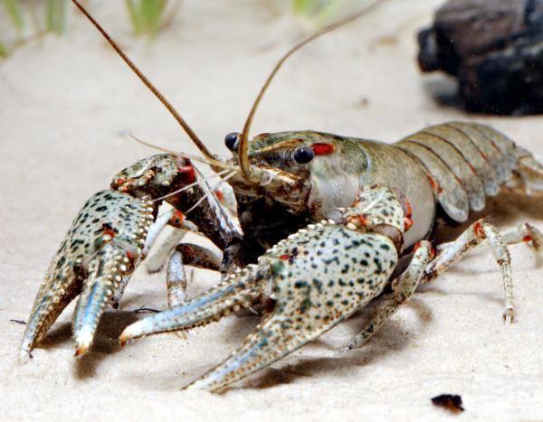 Animals are aggressive competitors with native crayfish, introducing the crayfish plague, and having negative impacts on agriculture and fishing.