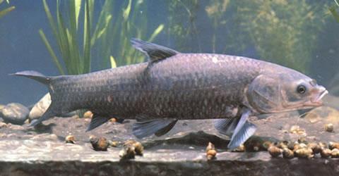 With their large size and aggressiveness, fish outcompete natives and are opportunistic feeders of zoo and phytoplankton. Their large size also allows them to lay thousands of eggs at once.