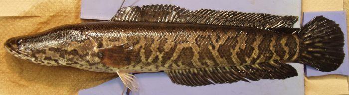 Northern snakehead - Channa argus From China, Korea, and Russia, this fish showed up in the US as early as 1997.