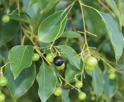 Camphor Tree - Cinnamomum camphora Another Asian introduction, this plant has been around since the