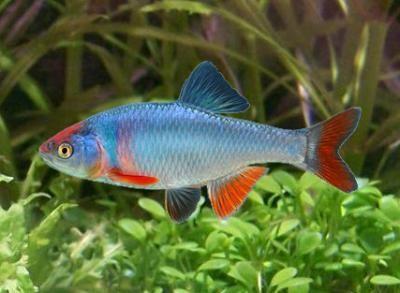 Red shiner - Cyprinella lutrensis A homegrown invasive, this fish originated from the middle and southwestern US.