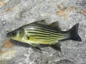 Yellow bass - Morone mississippiensis First described in the Mississippi River, yellow bass may have yellow bellies.