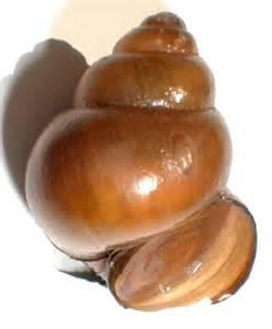 Amber snail Calcisuccinea dominicensis Introduced from Haiti and the Dominican Republic, these snails breed rapidly in greenhouses or nurseries, eating fruits and horticultural crops.
