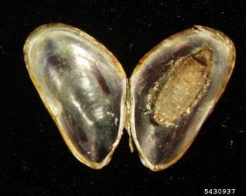 The shell ends in a downward pointing beak. The periostracum is dark green and turns brown towards the umbo where it is lighter. Younger mussels are dark green, darkening with age.