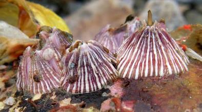 Triangle barnacle Balanus trigonus Conical in shape with six shell plates, this barnacle is pink. It is another potential contender for resources and may displace natives. Growing to 0.75 in.
