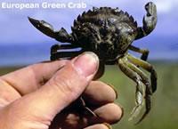 Green Crab Carcinus maenas Introduced from Europe in the 1800s by sailing ships, and since then are believed to have caused dramatic declines in the soft shell clam fishery.
