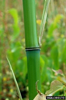 Golden Bamboo - Phyllostachys aurea As an introduction from SE China in the 1800s, this species was selected for its