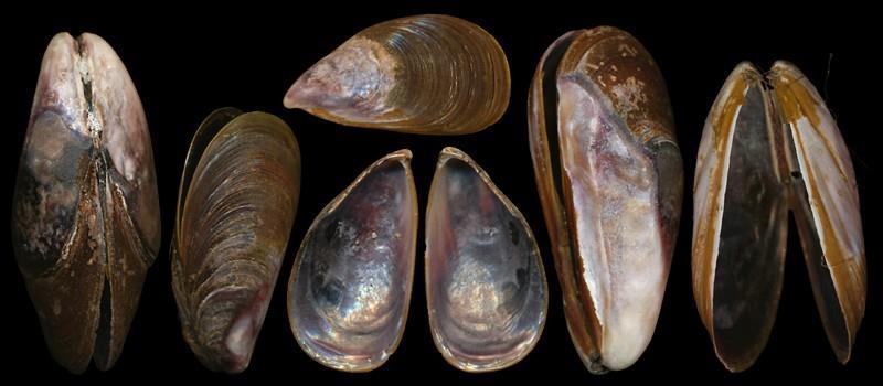 Brown Mussel Perna perna Originally from Africa, South America, and Europe, this mussel is harvested as a food source, but can contain toxins and foul equipment and structures.