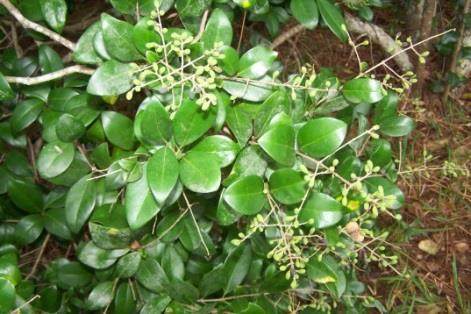 sinensis Both Japanese and Glossy privet were introduces from China and Korea as ornamentals.