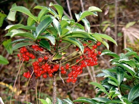 Coral Ardisia - Ardisia crenata Another native of SE Asia, this plant was introduced in the 1900s as an ornamental.