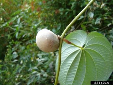 Air yam / Chinese yam - Dioscorea bulbifera / Dioscorea oppositifolia Also known as air potato, D.