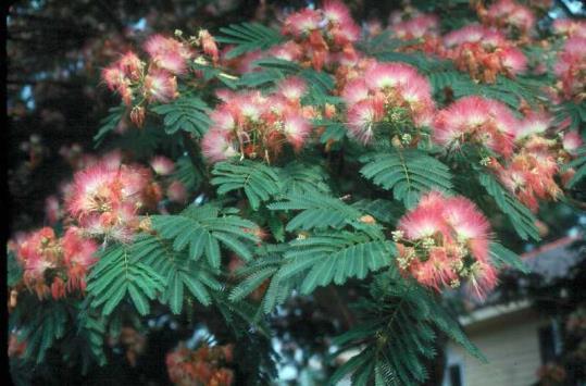 Mimosa - Albizia julibrissin Introduced in the 1700s as an ornamental from China, this plant is