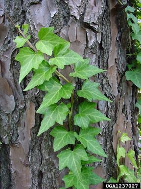 Leaves are bipinnately compound with 20-60 leaflets per branch.