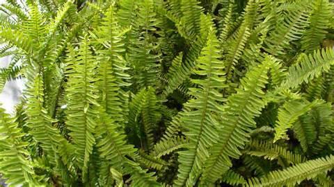 parts of Australia. Sword fern Nephrolepis cordifolia Introduced as an ornamental, this plant came from Asia and Australia.