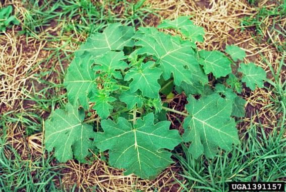 Typically invading pastures, leaves and stems are unpalatable to cattle, and its prickly shrub-like form prevents cattle movement, especially in the shade where cattle need to avoid the heat.