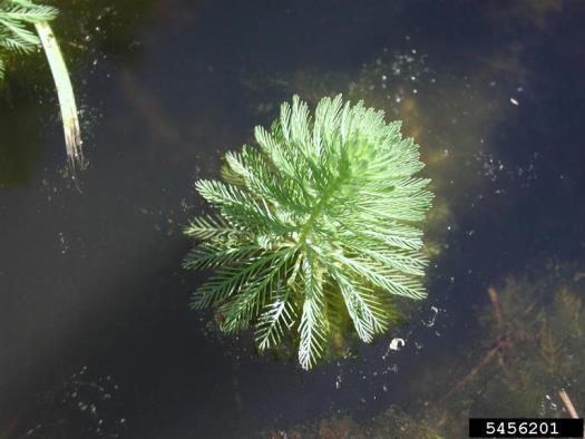 Plants spread through mats, and by budding at nodes and broken stems. Populations can double in as little as two weeks, covering water bodies from shore to shore.