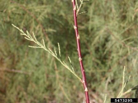 Tamarisk - Tamarix canariensis Also known as Salt Cedar or Canary Island Tamarisk, this tree has a feather or