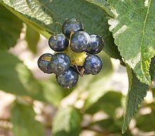 Fruits are a 2-seeded drupe that turns black when ripe. Plants bloom from summer till frost.