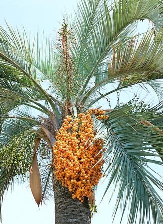 Pindo palm Butia capitata Native to South America, this species is planted as an ornamental in yards and parking lots.