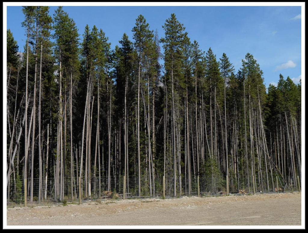 This month's meeting will focus on the West Coast subspecies of Lodgepole Pine - the Shore Pine.