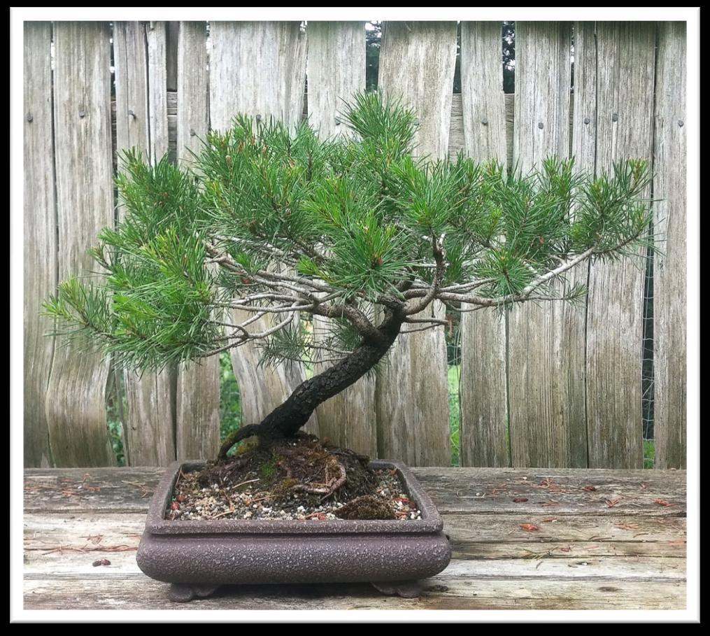 Shore Pine (cont'd) The Vancouver Island Bonsai Society Shore pine is a Pacific Coast species extending from Northern California through the US Northwest, up the BC coast to Alaska.