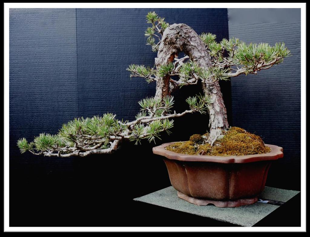 Below: two ancient collected Shore Pine from