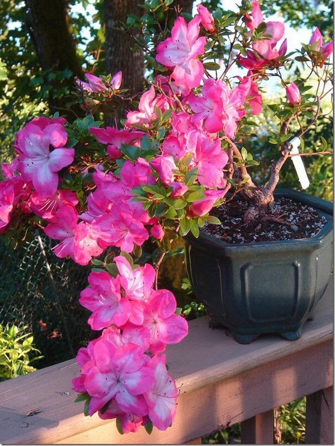Here are two photos submitted by David W, an avid bonsai guy from the Nanaimo area. These are Satsuki azalea - an azalea variety prized for their gorgeous bicoloured (usually) flowers.