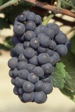 Regulations In France, Pinot noir N is officially listed in the "Catalogue of vine varieties".