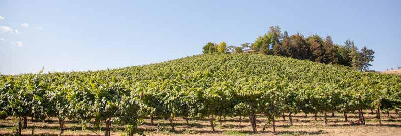 ENGLAND -SHAW VINEYARD ESTATE 5 - VINEYARD OVERVIEW - VINEYARD DATA One of the oldest Syrah vineyards in California and the first premium vines planted in the Winters area, the England-Shaw Vineyard