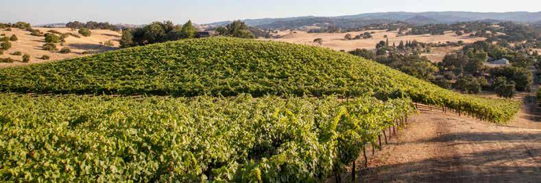 ENGLAND -SHAW VINEYARD ESTATE 7 - ACCOLADES - ROSENBLUM CELLARS WINE Critics have scored Rosenblum Cellars wine from the England-Shaw vineyard as one of the top five Solano County wines: Wine