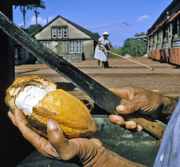 Taking the pods from the cacao trees is the first step in making chocolate.
