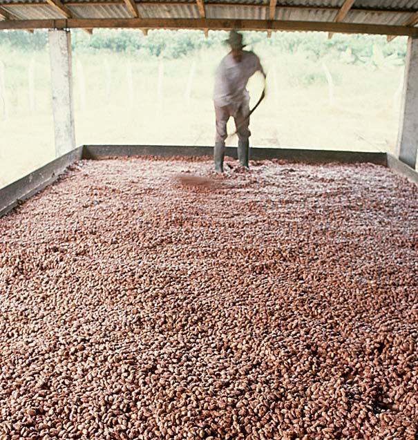 This is what the inside of a cacao tree pod looks like. The pulp-covered beans are put into piles or boxes and covered.