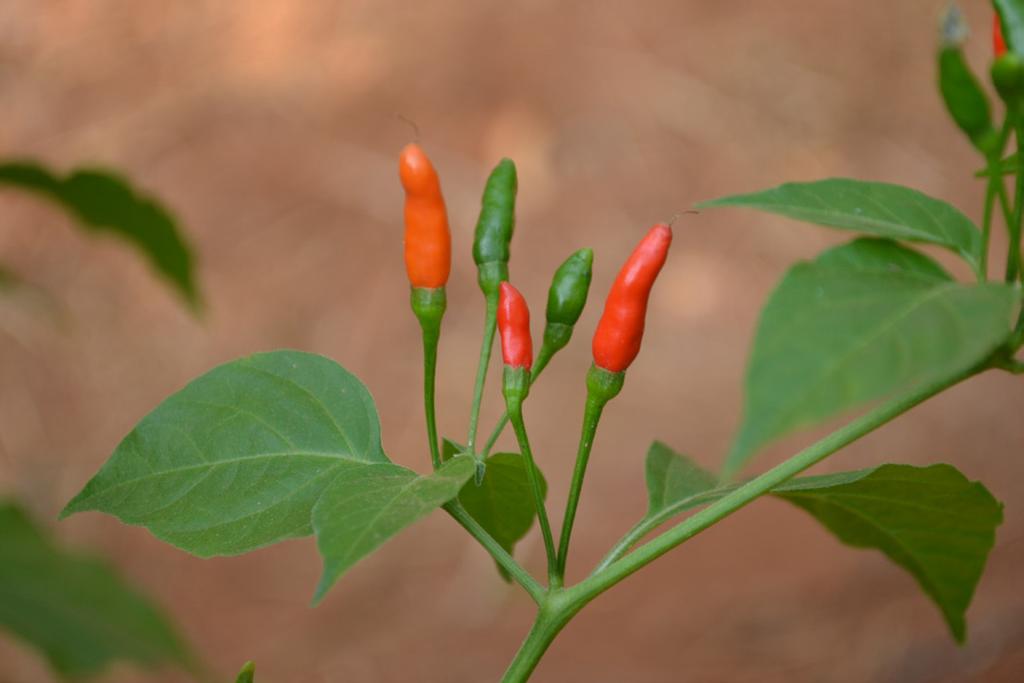 Brazilian Capsicum variability 11 and the only orange (CNPH 3805 and CNPH 3806) and triangular (CNPH 3805, CNPH 3815, and CNPH 3818) fruits.