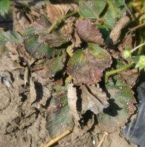 Strawberry diseases involve complex interactions of causal agent, host plant, and environment.