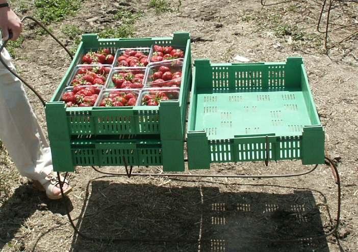 Ideally, staff removing damaged and diseasd fruit should be different from those picking fruits for sale.