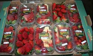 Although Moldovan supermarkets requires significantly higher quality fruit than the openair wholesale markets, this still falls short of the much higher fruit quality requirements necessary to