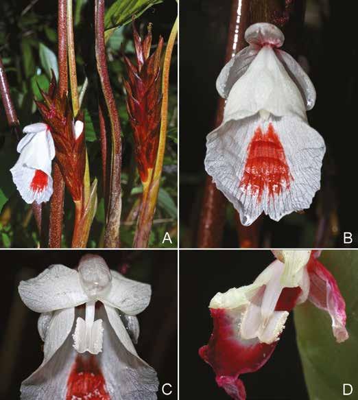 Boesenbergia in Myanmar 303 Fig. 1. Boesenbergia albomaculata S.Q. Tong. A, B. Inflorescence and flower. C. Secondday flower showing rotated thecae. D. Second-day flower showing rotated thecae.