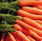 In its home town known for its Roman remains the firm processes a daily input of 140 tonnes of carrot, potato and onion, 95% of which is the company s own produce. Its star product is the carrot.