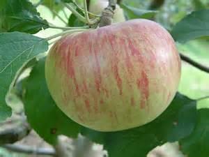 Blondee Apple -A superior early yellow apple.