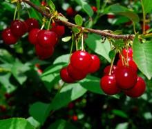 Balaton Cherry -Larger, plumper, and significantly more flavorful than the red tart cherries