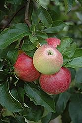 Cortland Apple- This productive tree bears gorgeous ruby red apples with a snowy center that won t