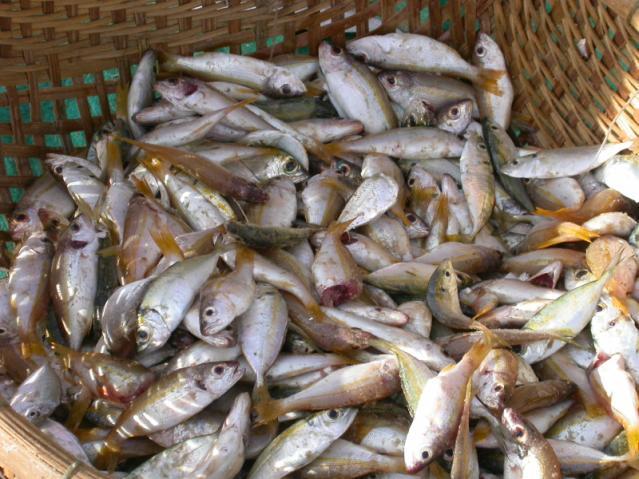 Most of landed fish came from commercial fishing boat. Low quality of landed fish was observed.