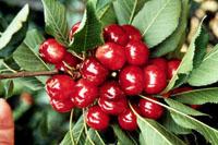 Prepared: July 19, 1999 Revised: September 7, 1999 Crop Profile for Cherries (Sweet) in Oregon General Production Information Oregon ranks second nationally for sweet cherry production, just behind