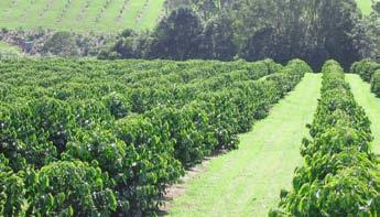 2). The plantation is situated on a north facing hill, approximately 10 minutes inland from Byron Bay.