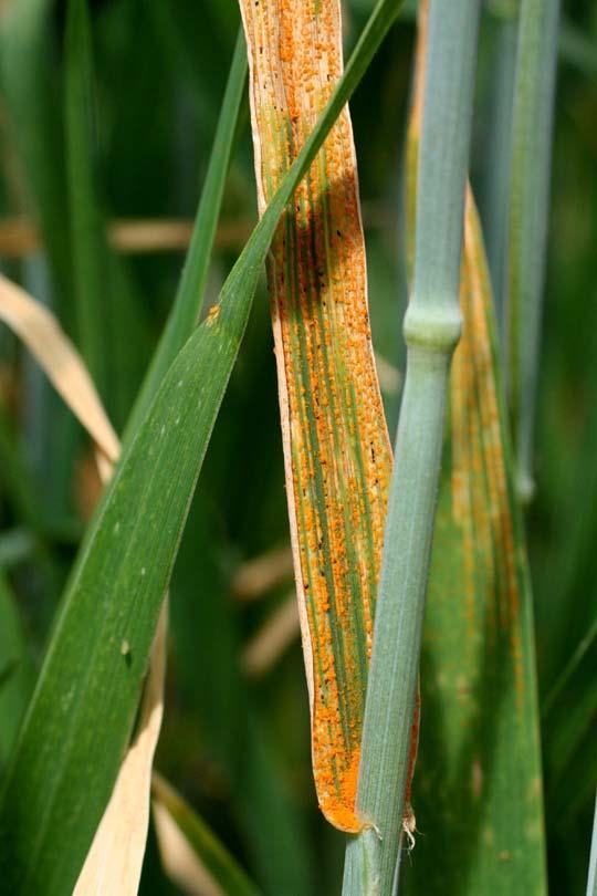 Symptoms and Signs On barley and other grass hosts: Bright yellow orange pustules occur in stripes along the leaves