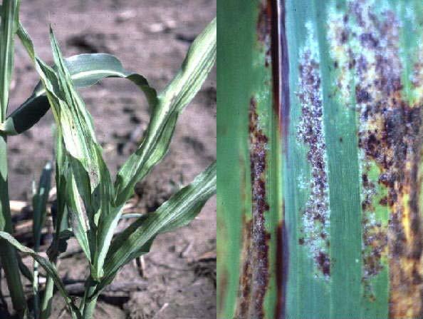 Young, systemically infected plants have light green to yellowish stripes lengthwise in the leaves often with a grayish-white downy fungal growth