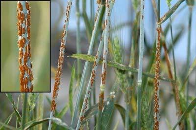 Symptoms and Signs On barley and other